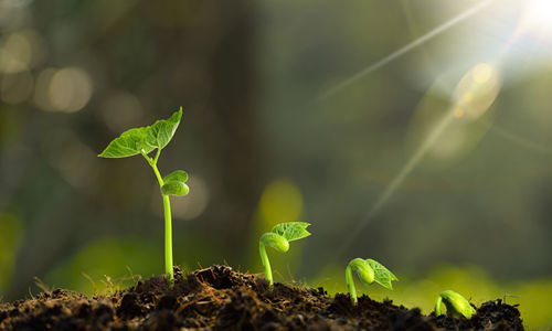 植物真的能風(fēng)水化煞嗎