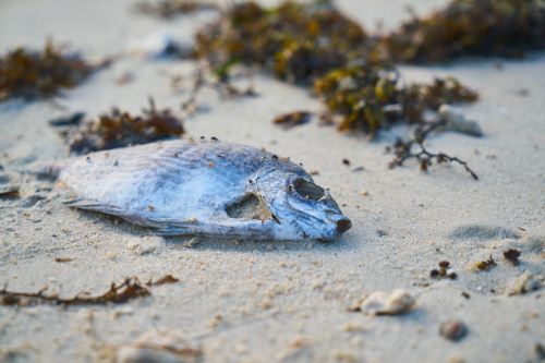 夢見魚死了是什么意思