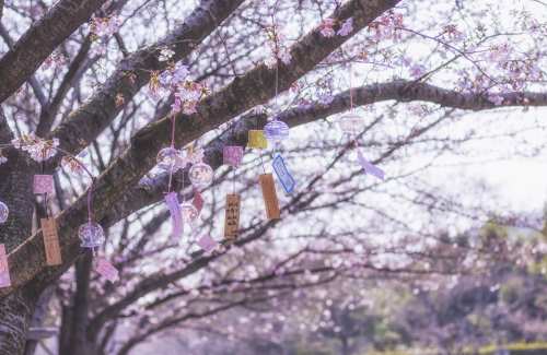 觀瀾湖生態(tài)體育園旗袍邂逅櫻花女士免費活動（圖片來源：攝圖網(wǎng)）