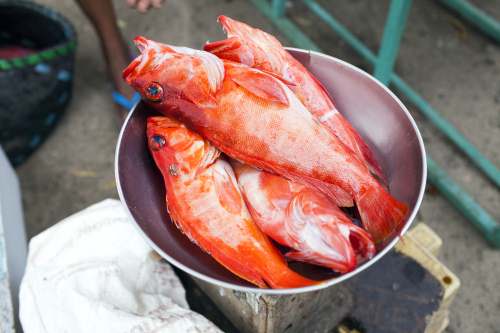 石斑魚的營養(yǎng)價值 哪些人適合吃石斑魚