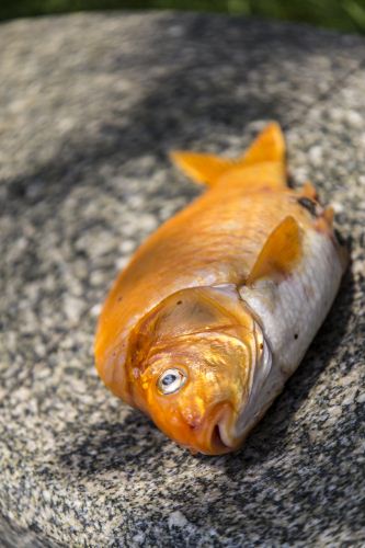 夢見死魚是什么征兆