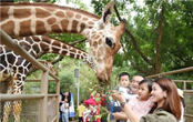 五折特惠 深圳野生動(dòng)物園終于降價(jià)了