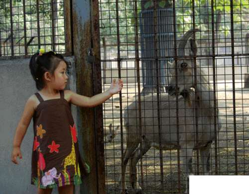 3月2日至8日深圳野生動(dòng)物園門票69.9元超值購(gòu)