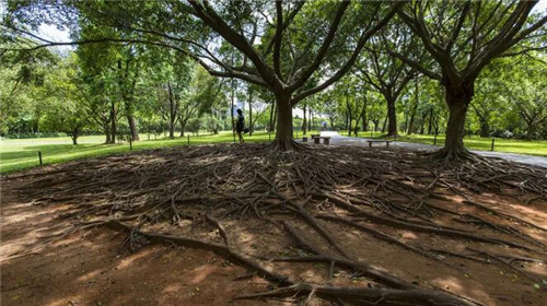 深圳免費的公園那么多，你去全了嗎？