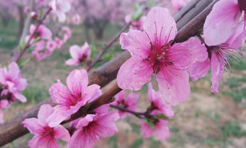 2018年桃花運風水布局 如何招桃花