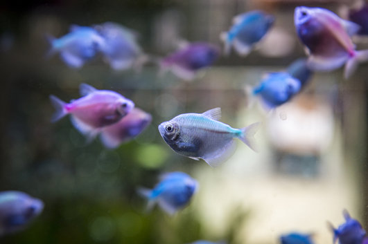 魚多久不吃東西會餓死 魚會餓死嗎