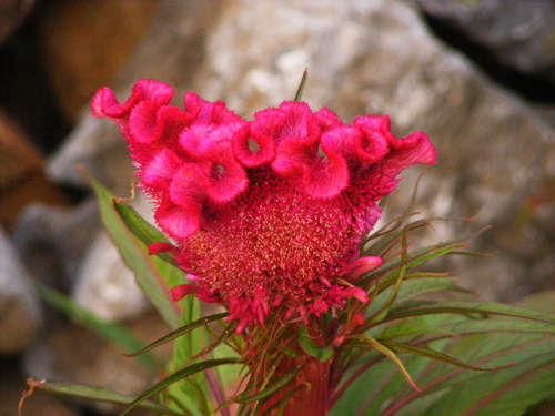 雞冠花能治婦科病嗎 雞冠花能治什么病