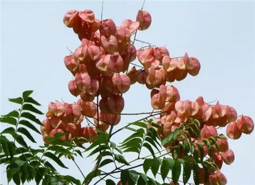 深圳10月去哪賞花 有什么花看