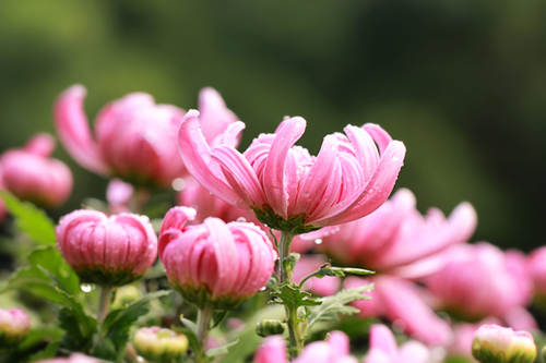 漂亮的九九重陽節(jié)菊花圖片