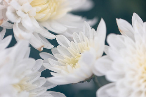 漂亮的九九重陽節(jié)菊花圖片