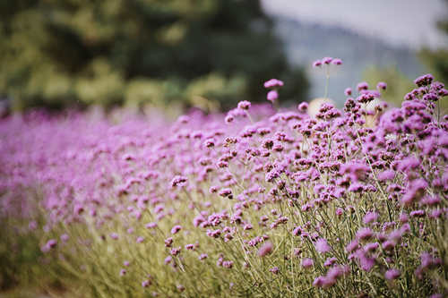 清遠(yuǎn)薰衣草世界幾月份去最好