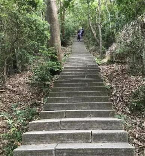 這3條線路被稱為深圳最美公交線，一路都是秀麗風(fēng)景