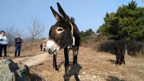 夢見驢拉車是什么意思