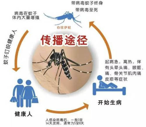 當(dāng)心 深圳灣口岸查出一例基孔肯雅熱病例