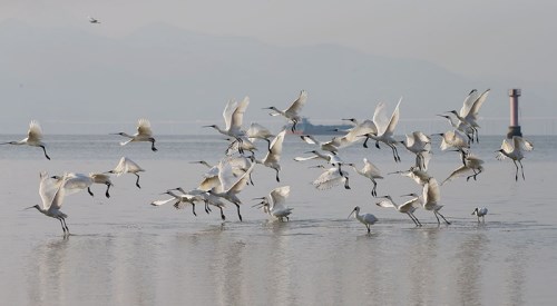 福田紅樹林觀鳥排期表  報名觀鳥攻略介紹