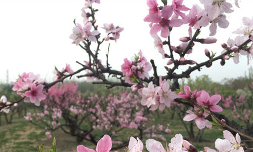 2019年桃花風(fēng)水布局 桃花風(fēng)水方位