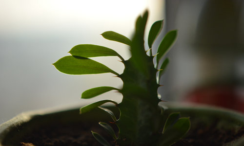 化煞擋煞的風(fēng)水植物有哪些 擺放禁忌是什么