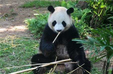 史上最低 69.9元搶野生動物園門票