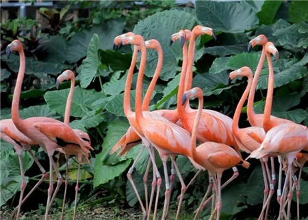 史上最低 69.9元搶野生動物園門票