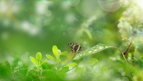 摩羯座今日運(yùn)勢(shì)2019年3月12日