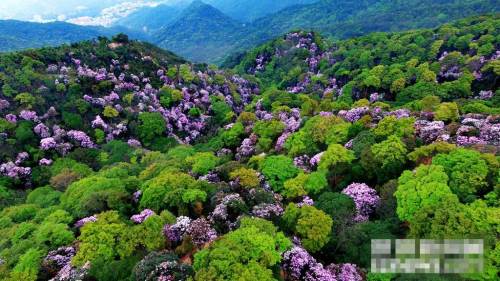 2019梧桐山毛棉杜鵑花會已開幕 免費提供導賞服務(wù)