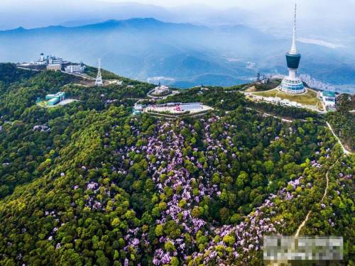 2019梧桐山毛棉杜鵑花會已開幕 免費提供導賞服務(wù)