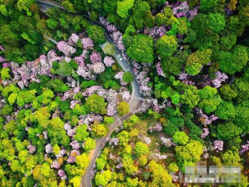 2019梧桐山毛棉杜鵑花會已開幕 免費提供導賞服務(wù)