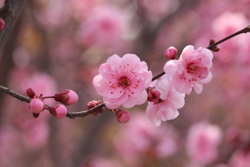 射手座今日運勢2019年4月9日