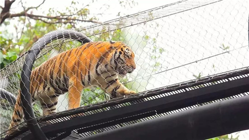 錯過等明年！99.9元瘋搶深圳野生動物園全天門票