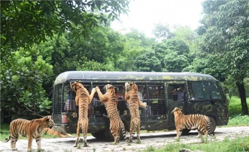 錯過等明年！99.9元瘋搶深圳野生動物園全天門票