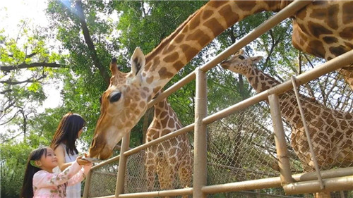 錯過等明年！99.9元瘋搶深圳野生動物園全天門票