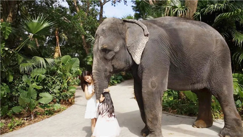 錯過等明年！99.9元瘋搶深圳野生動物園全天門票