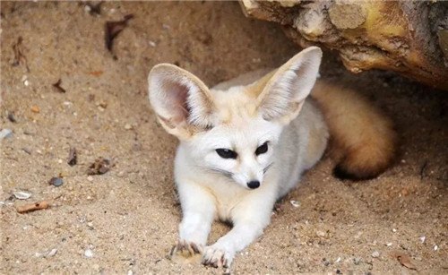 錯過等明年！99.9元瘋搶深圳野生動物園全天門票