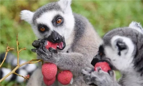 錯過等明年！99.9元瘋搶深圳野生動物園全天門票