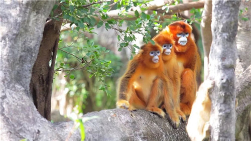 錯過等明年！99.9元瘋搶深圳野生動物園全天門票