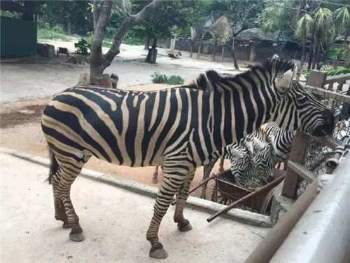 錯過等明年！99.9元瘋搶深圳野生動物園全天門票