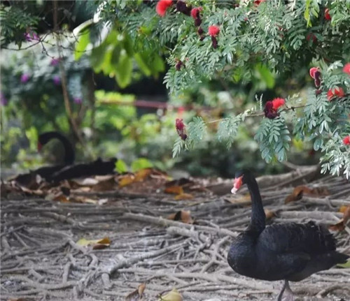 錯過等明年！99.9元瘋搶深圳野生動物園全天門票