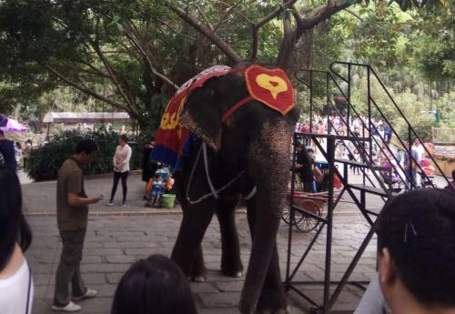 2019深圳野生動物園有什么動物 附最佳游覽路線