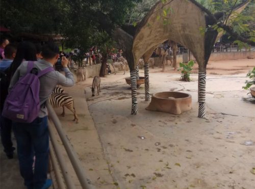 2019深圳野生動物園有什么動物 附最佳游覽路線