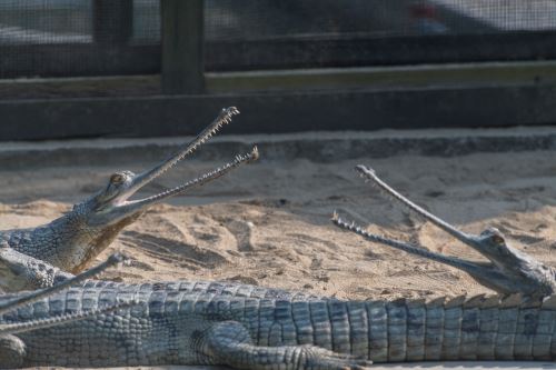 夢見鱷魚吃人是什么意思