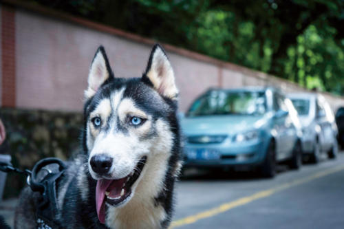 狂犬疫苗多少錢一針 狂犬疫苗要打多少針