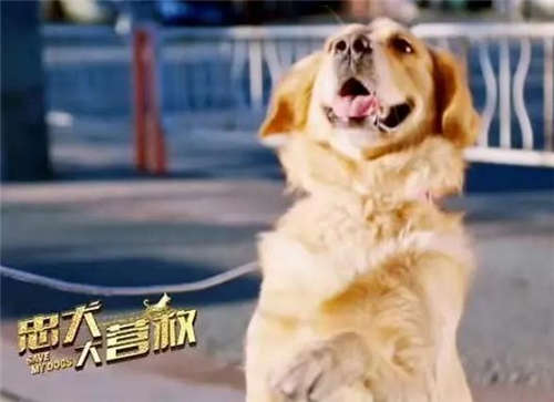 忠犬大營救好看嗎 忠犬大營救劇情介紹