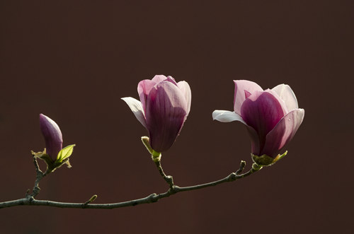 韓國的國花是什么花 木槿花的寓意