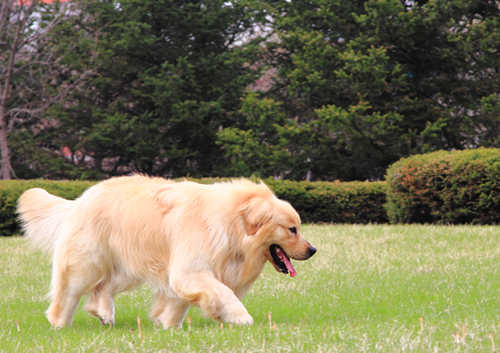 2019年宿州市最新禁養(yǎng)犬名單 宿州市不能養(yǎng)什么狗