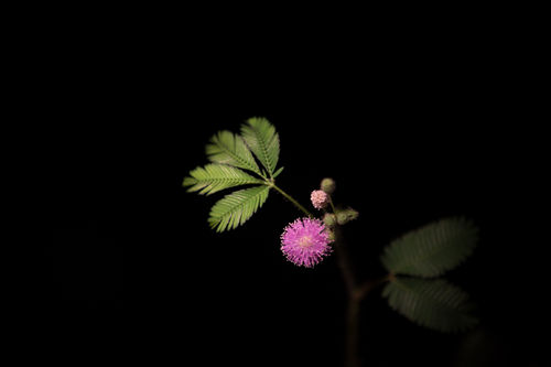 屬猴人的幸運(yùn)植物是什么?屬猴人專屬幸運(yùn)物