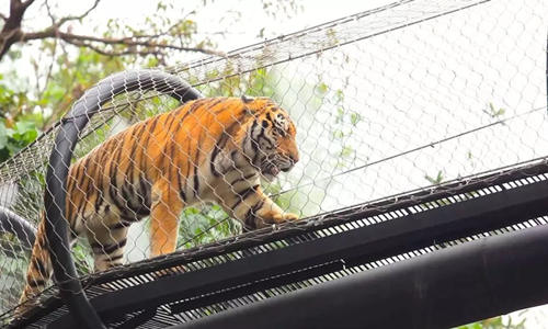 99.9元搶購(gòu)原價(jià)240元野生動(dòng)物園全天門(mén)票