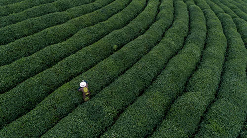 中國(guó)十大名茶排名 中國(guó)十大名茶有哪些