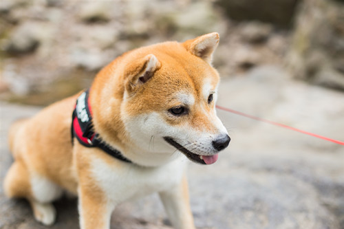 柴犬吃什么好 柴犬吃什么水果