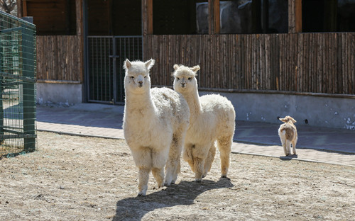 哈爾濱動物園門票價格及開放時間介紹