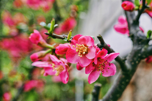 廣州十一月賞花的公園 這幾個(gè)不容錯(cuò)過(guò)